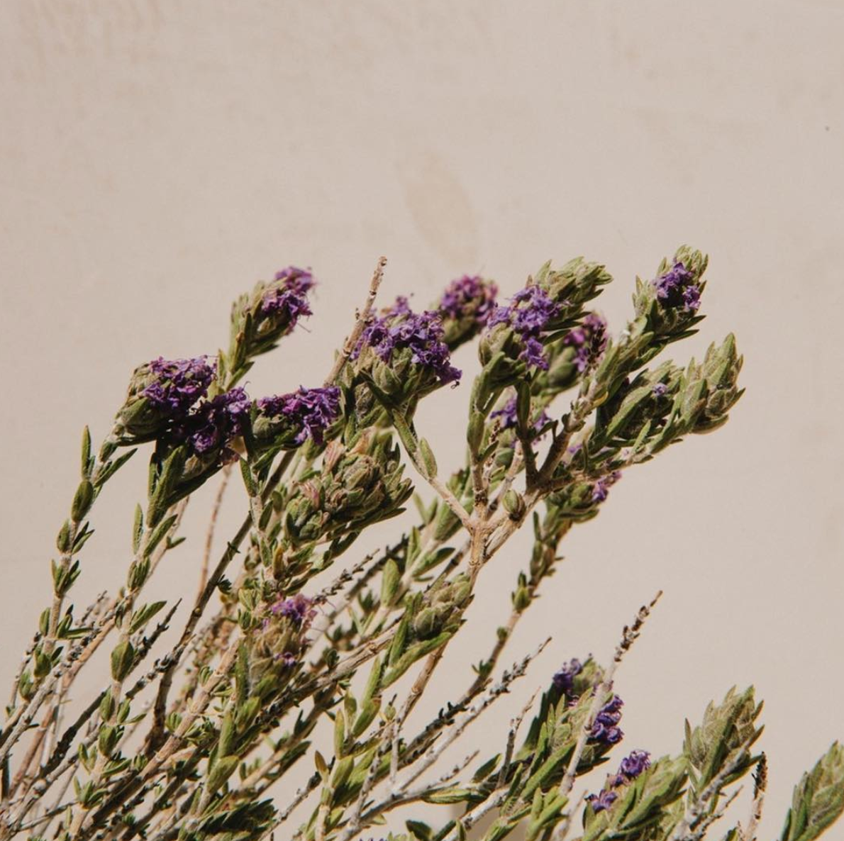 Wild Thyme Flowers jar | Greece